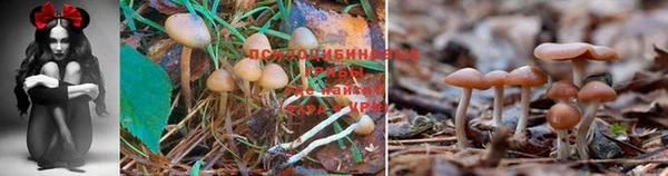 a pvp Михайловск