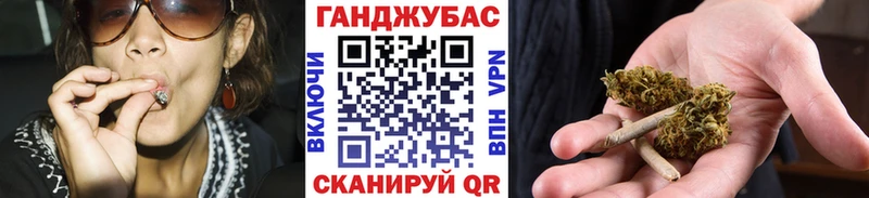 Конопля сатива  Великий Новгород 